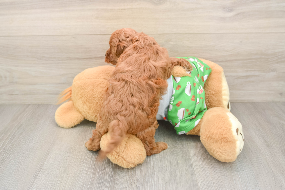 Best Cavapoo Baby