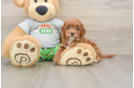 Playful Cavapoodle Poodle Mix Puppy