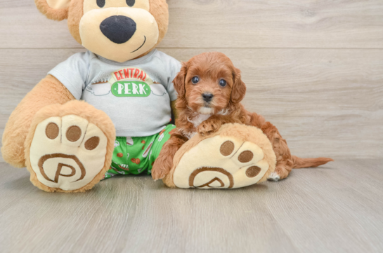 Playful Cavapoodle Poodle Mix Puppy