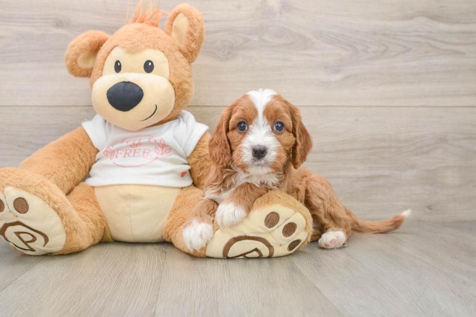 Best Cavapoo Baby