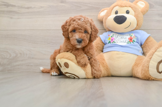 Little Cavipoo Poodle Mix Puppy