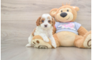 Best Cavapoo Baby