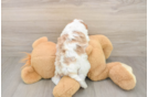 Sweet Cavapoo Baby