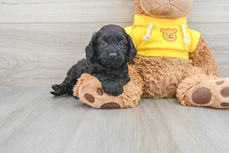 Smart Cavapoo Poodle Mix Pup