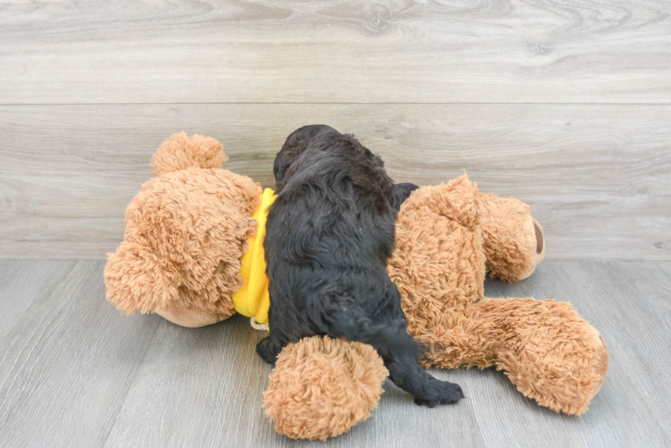 Cavapoo Pup Being Cute