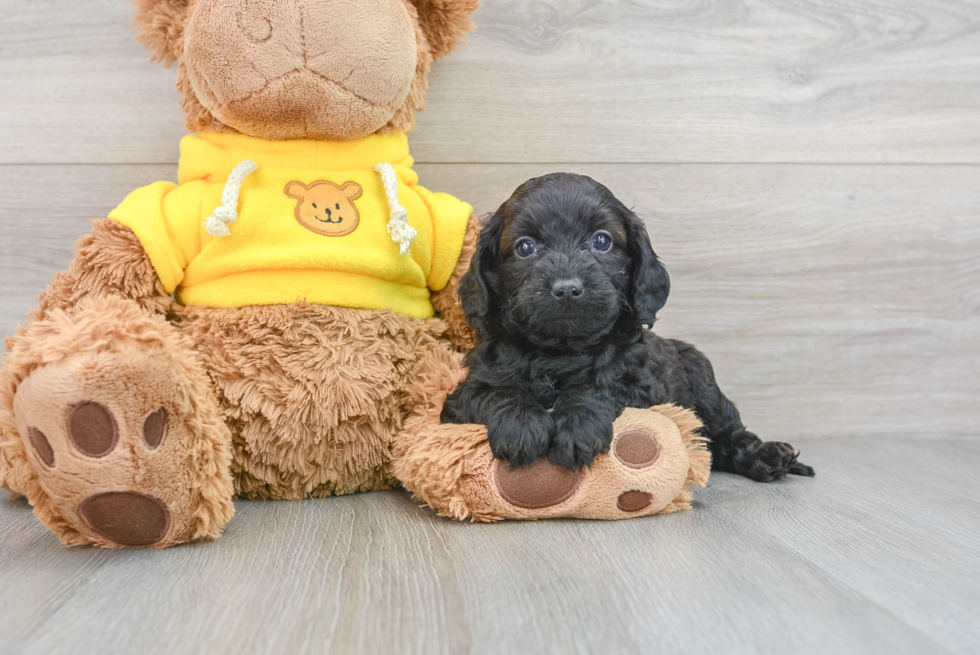 Best Cavapoo Baby