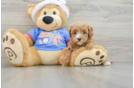 Cavapoo Puppy for Adoption