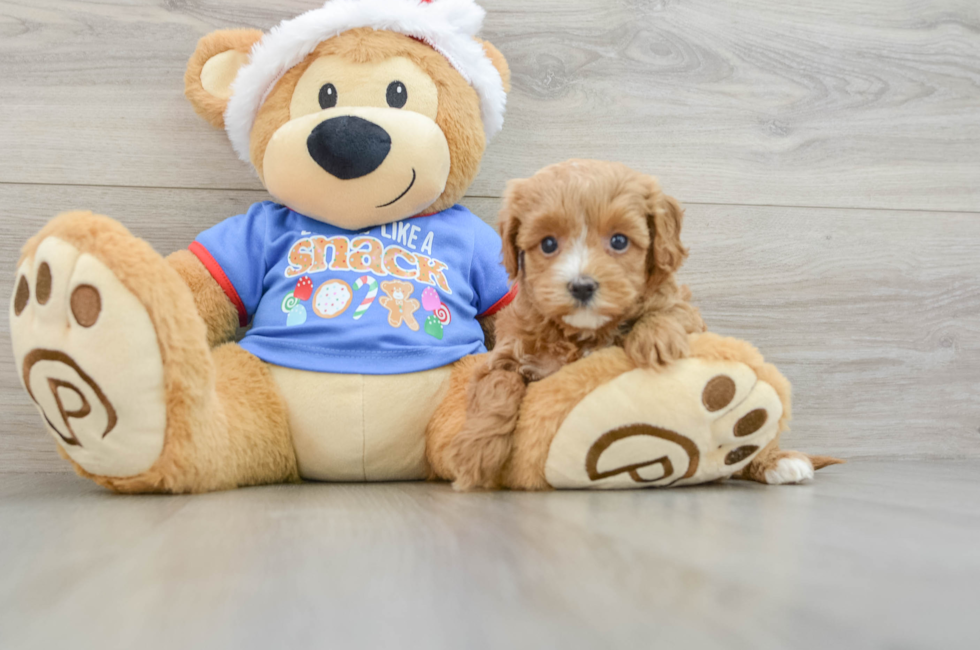 5 week old Cavapoo Puppy For Sale - Florida Fur Babies