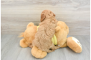 Funny Cavapoo Poodle Mix Pup