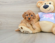 8 week old Cavapoo Puppy For Sale - Florida Fur Babies