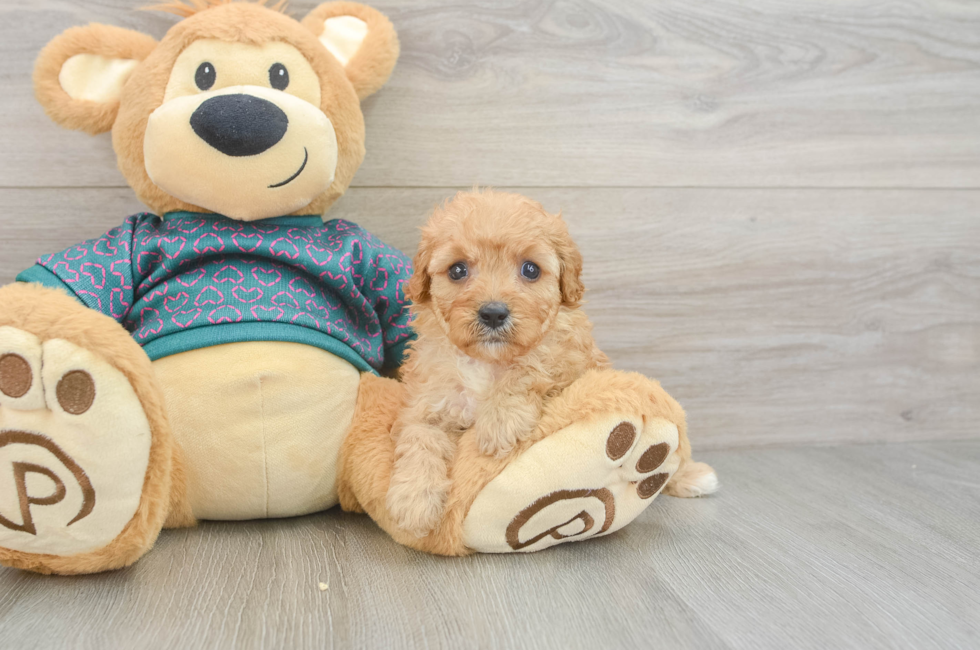 6 week old Cavapoo Puppy For Sale - Florida Fur Babies