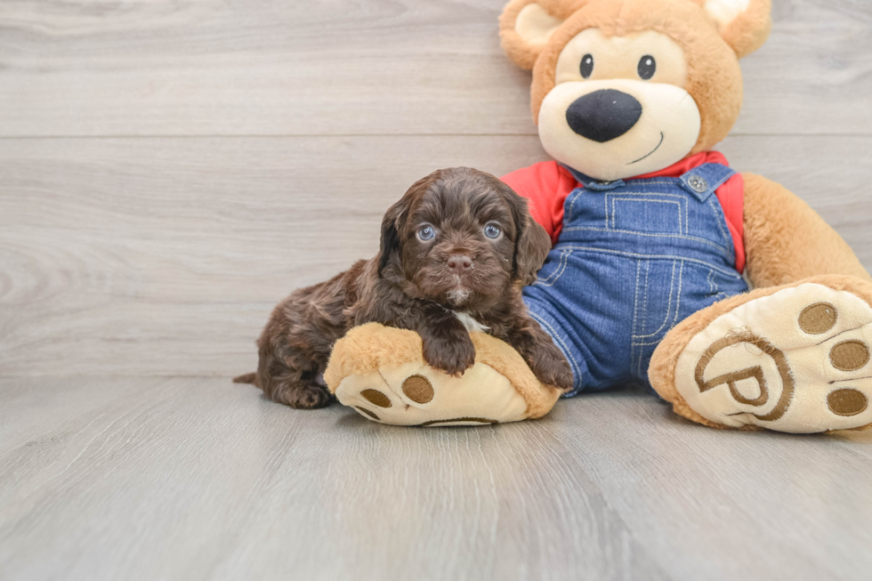 Adorable Cavalier King Charles Spaniel and Poodle Mix Poodle Mix Puppy