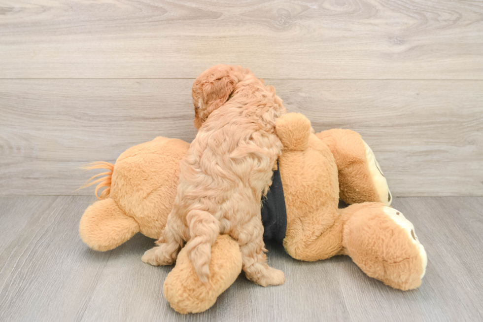 Playful Cavapoodle Poodle Mix Puppy