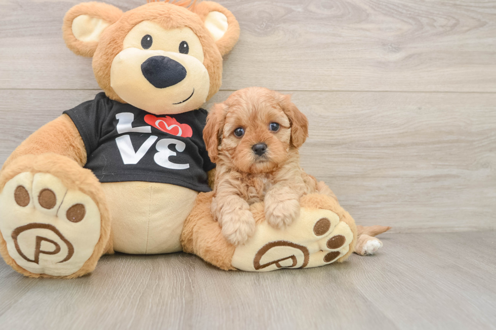 Cavapoo Pup Being Cute