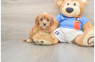 Best Cavapoo Baby