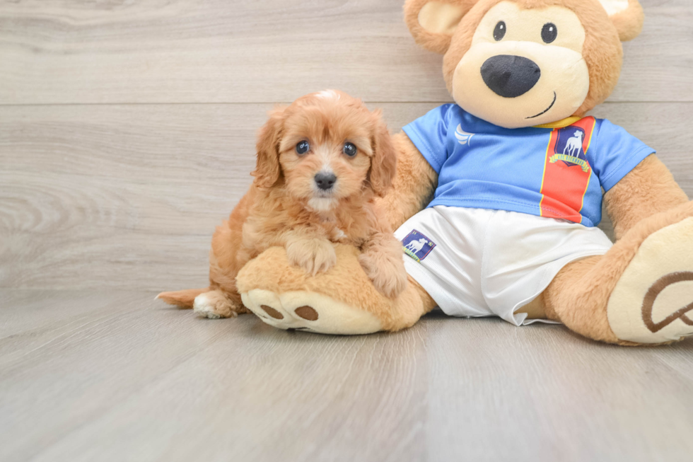 Best Cavapoo Baby