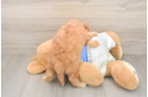 Best Cavapoo Baby