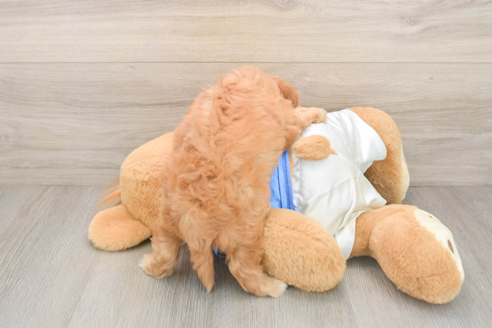 Best Cavapoo Baby