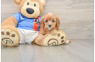 Cavapoo Puppy for Adoption