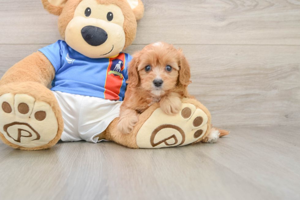 Cavapoo Puppy for Adoption