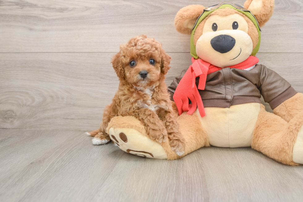 Cavapoo Pup Being Cute