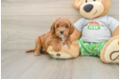 Cavapoo Puppy for Adoption