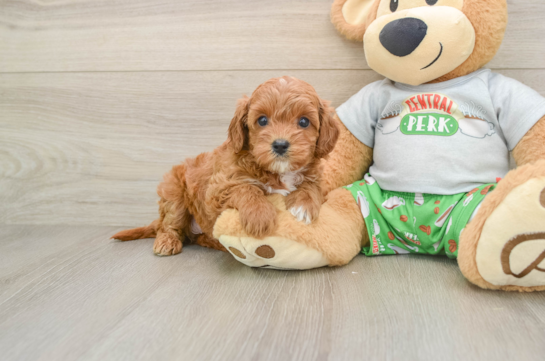 Cavapoo Puppy for Adoption