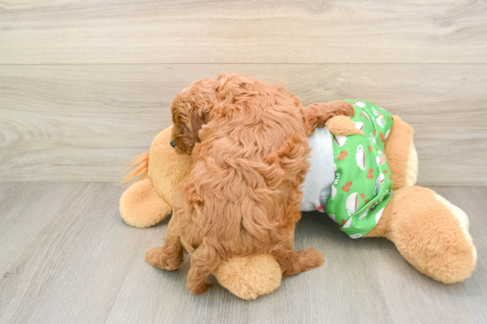 Smart Cavapoo Poodle Mix Pup