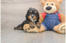 Little Cavipoo Poodle Mix Puppy