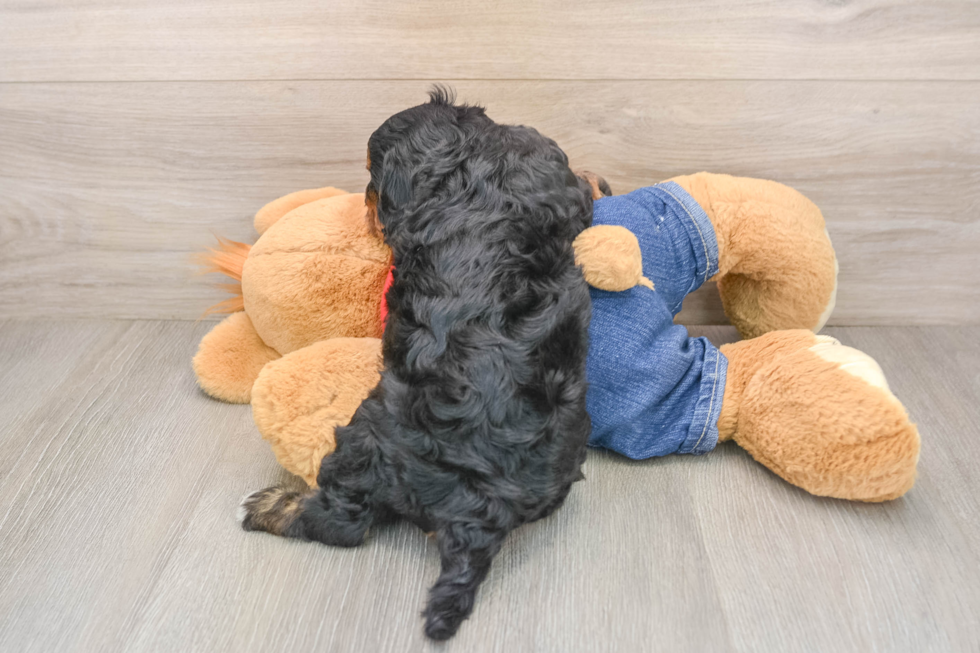 Cavapoo Pup Being Cute