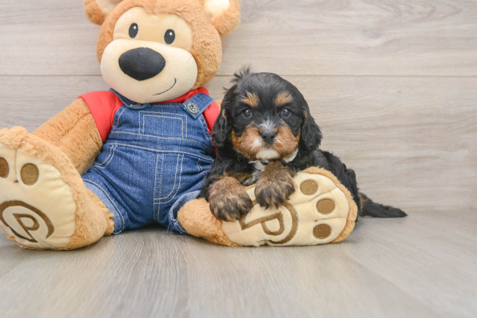 Best Cavapoo Baby