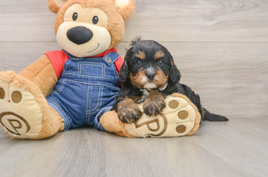Best Cavapoo Baby