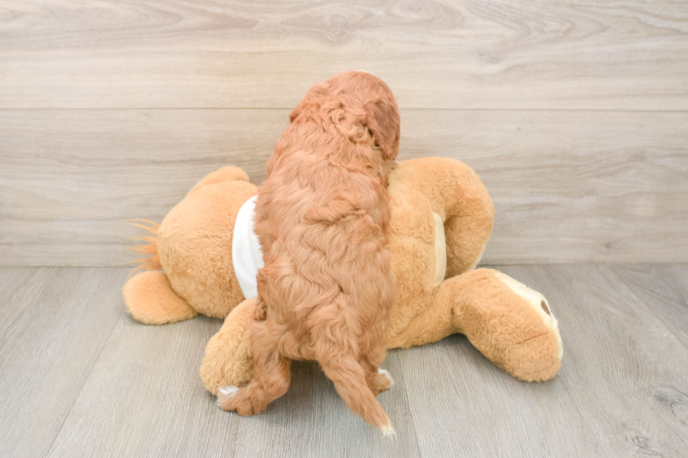 Cavapoo Puppy for Adoption