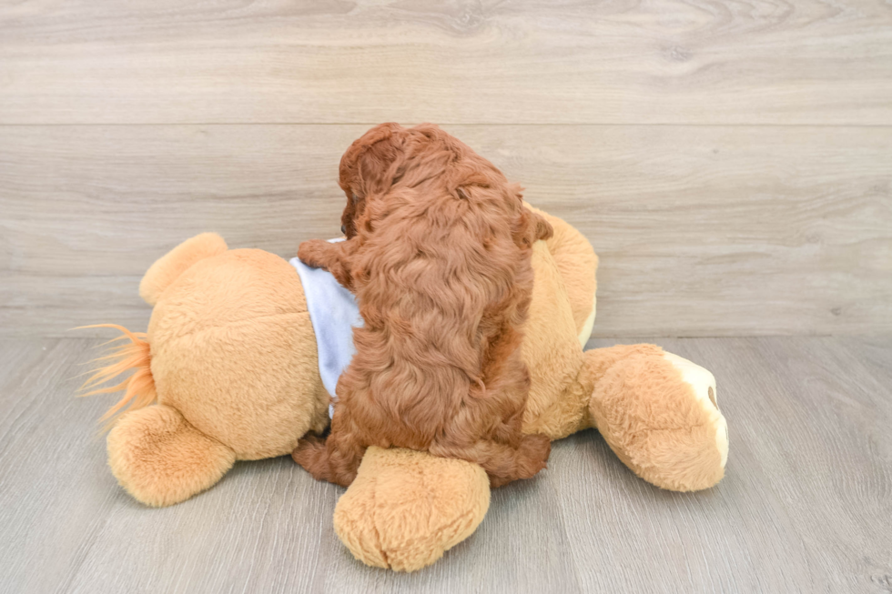 Smart Cavapoo Poodle Mix Pup