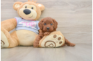 Playful Cavapoodle Poodle Mix Puppy