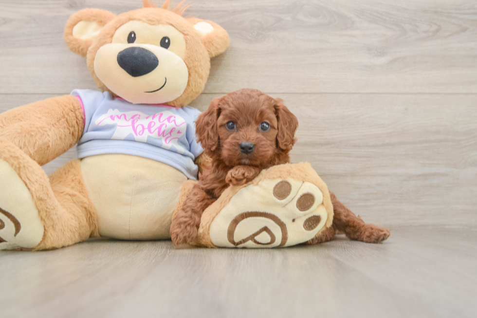Playful Cavapoodle Poodle Mix Puppy