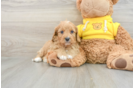 Cavapoo Pup Being Cute