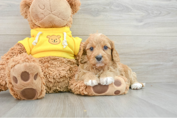 Cute Cavapoo Baby