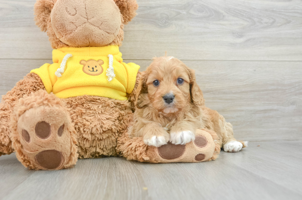 7 week old Cavapoo Puppy For Sale - Florida Fur Babies