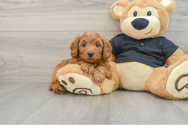 Cavapoo Pup Being Cute