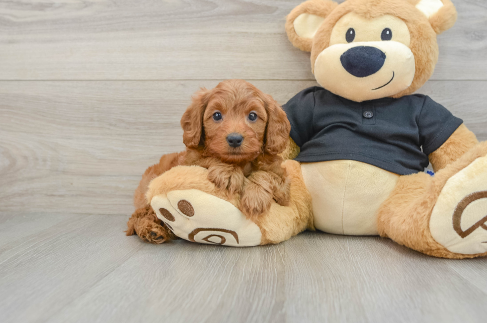 5 week old Cavapoo Puppy For Sale - Florida Fur Babies