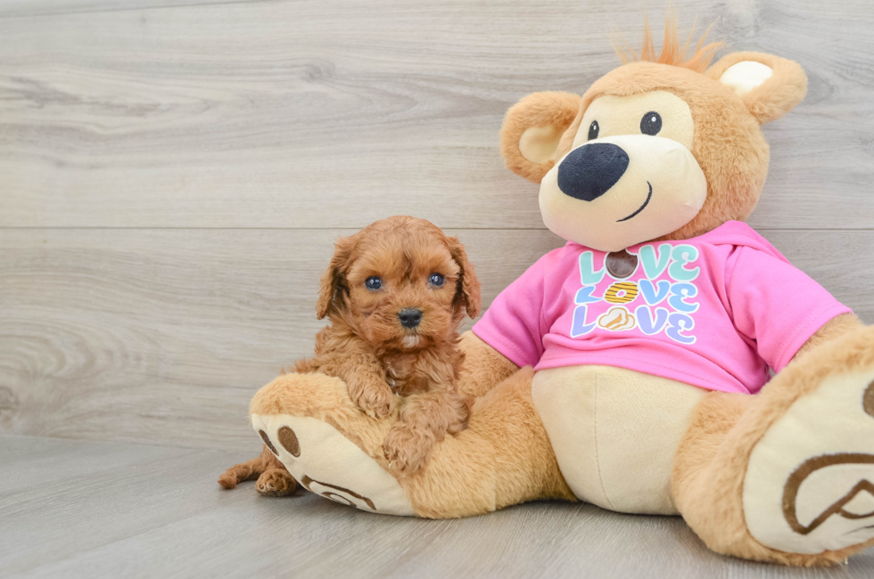 6 week old Cavapoo Puppy For Sale - Florida Fur Babies