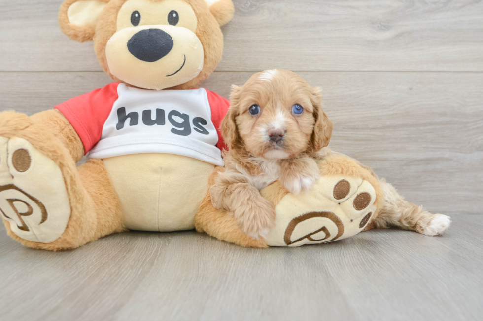 7 week old Cavapoo Puppy For Sale - Florida Fur Babies