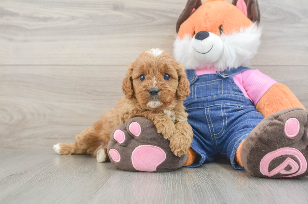 5 week old Cavapoo Puppy For Sale - Florida Fur Babies