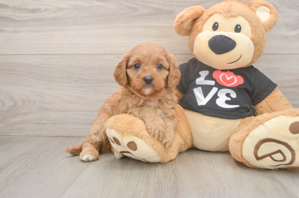 6 week old Cavapoo Puppy For Sale - Florida Fur Babies