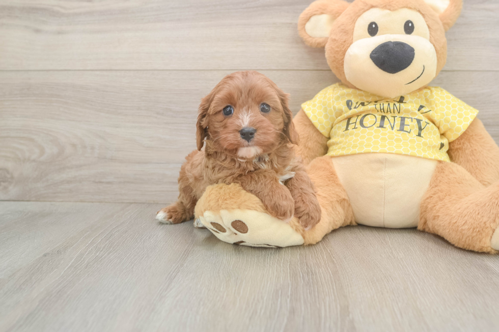 Petite Cavapoo Poodle Mix Pup