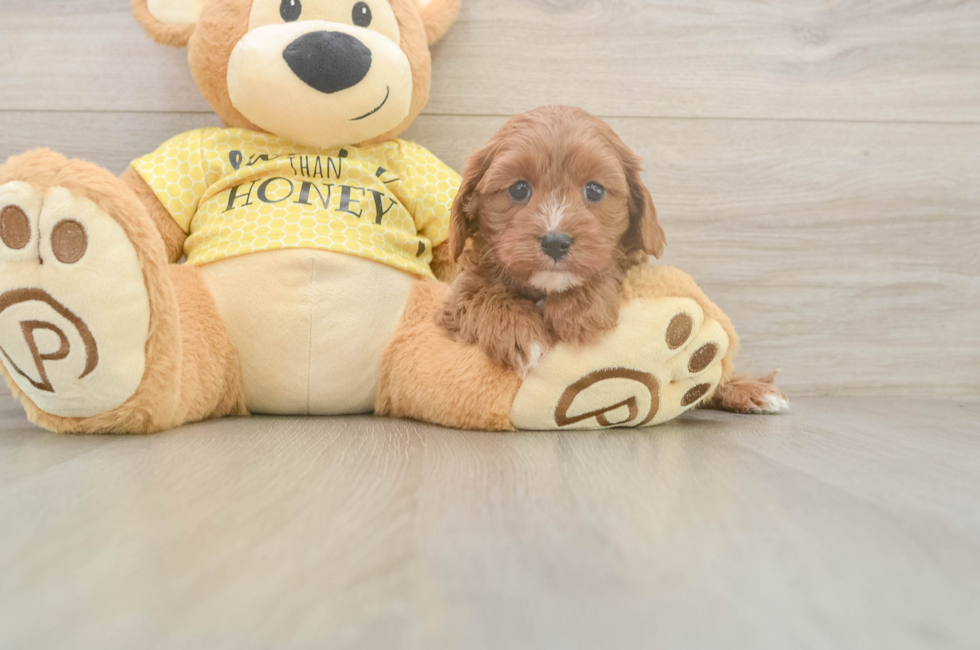 5 week old Cavapoo Puppy For Sale - Florida Fur Babies