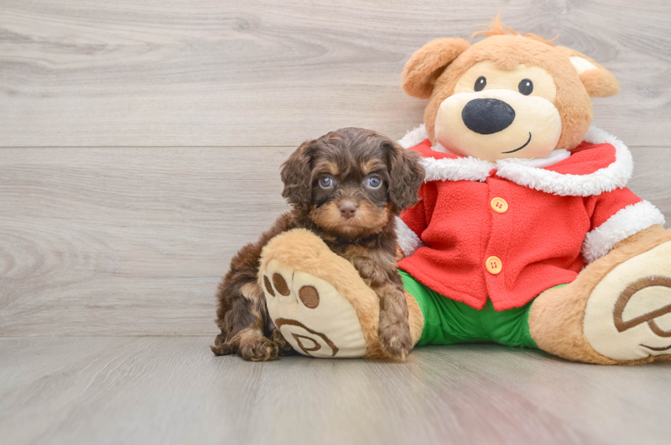 5 week old Cavapoo Puppy For Sale - Florida Fur Babies