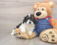 8 week old Cavapoo Puppy For Sale - Florida Fur Babies