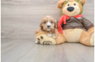 Cavapoo Puppy for Adoption